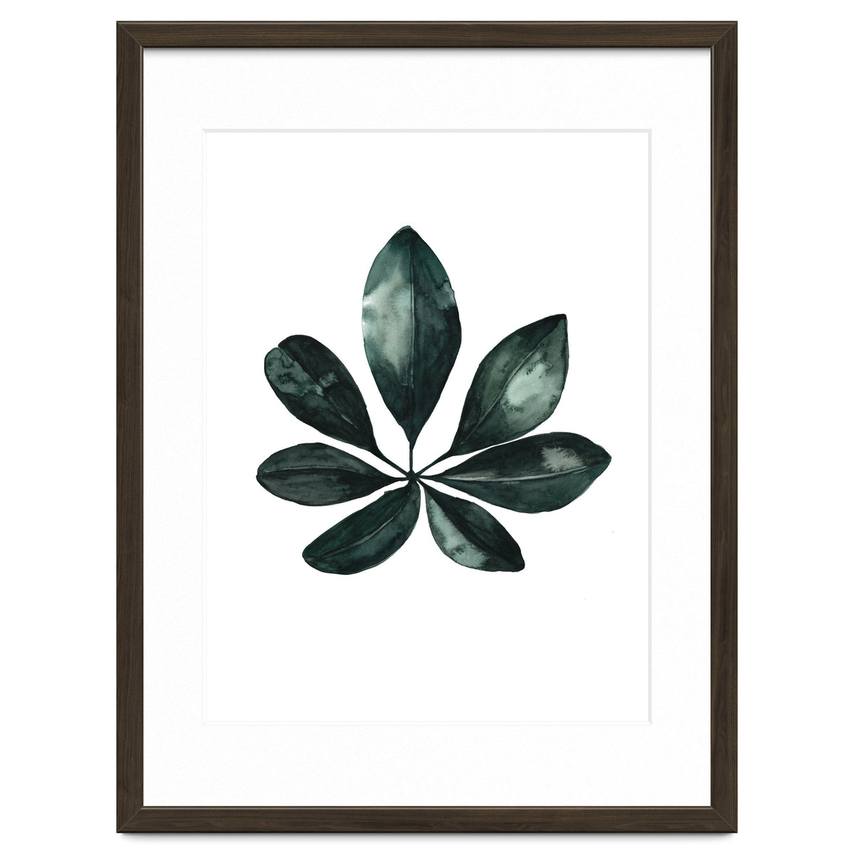Botanical Illustration Arboricola Schefflera