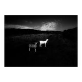 black and white (Print Only) thumbnail