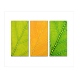 Autumn Leaves (Print Only) thumbnail