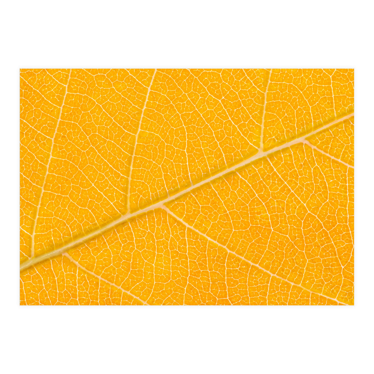 Autumn Leaf (Print Only)