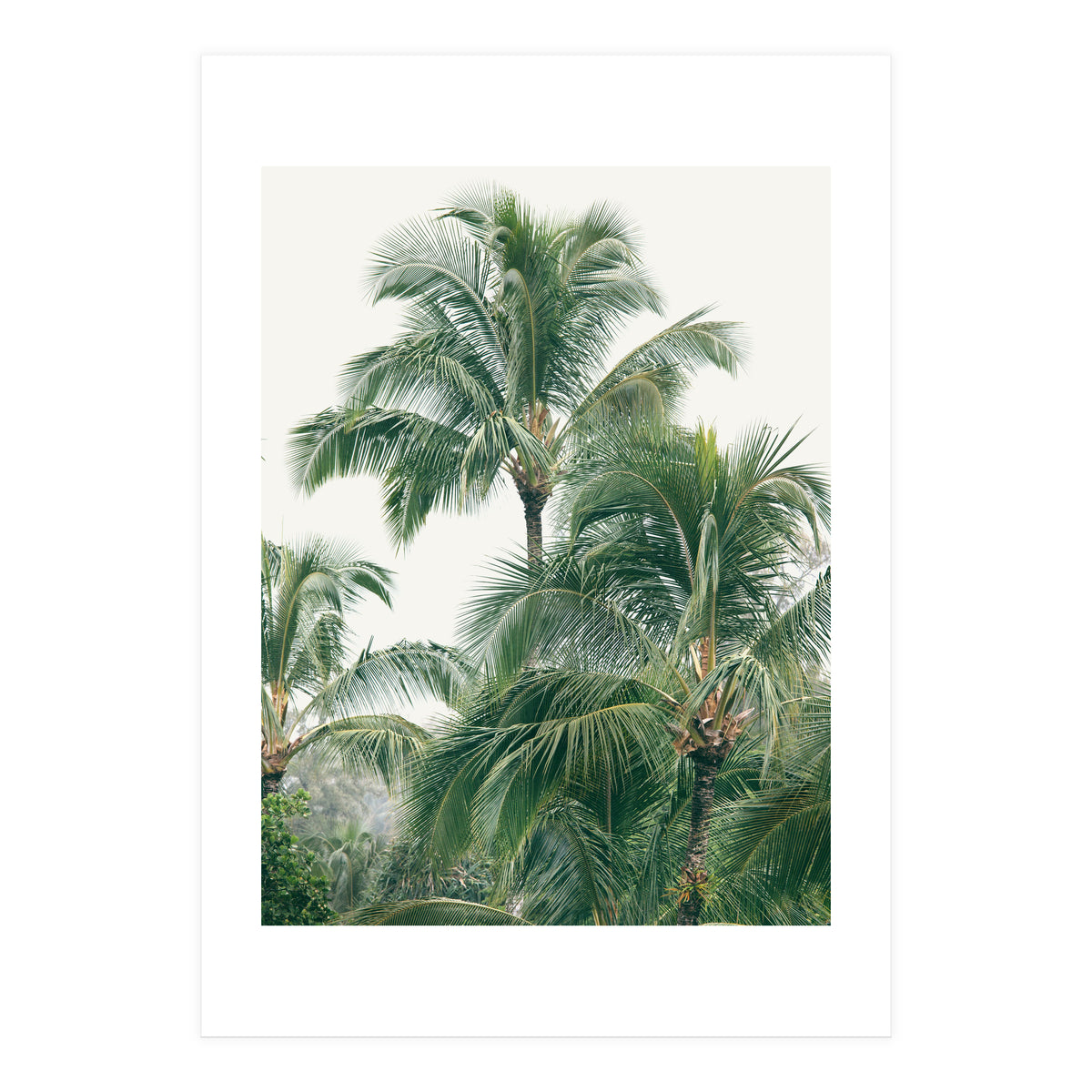 Lush Palm Trees (Print Only)