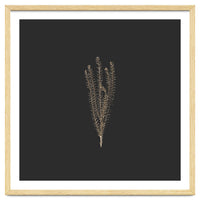 Delicate Fynbos Botanicals in Gold and Black - Square