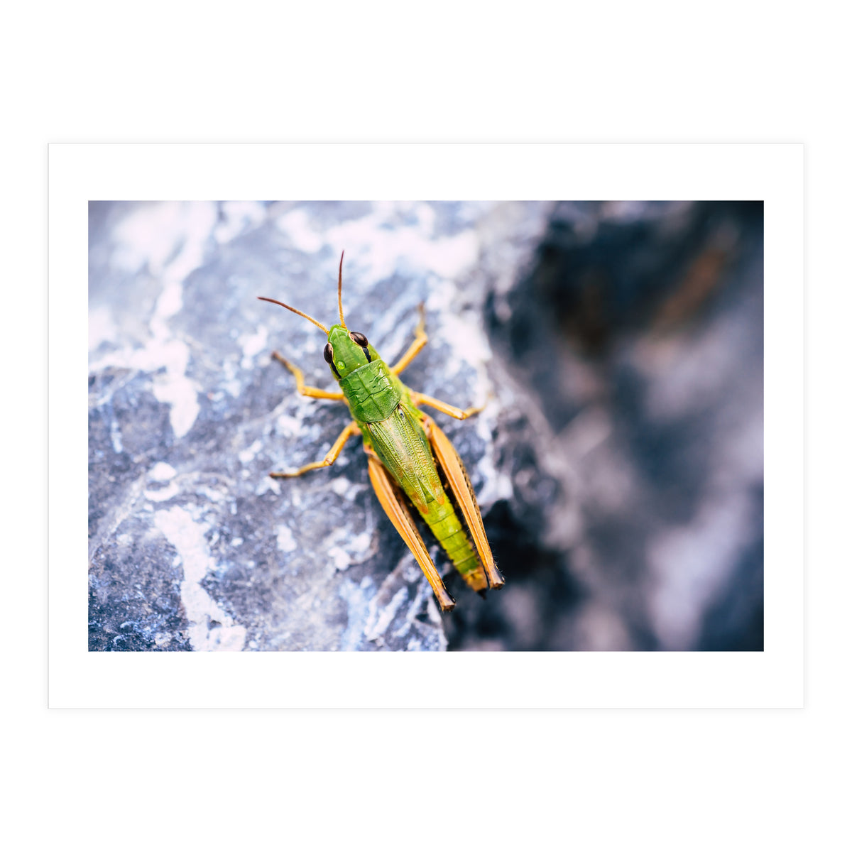 Acid Green (Print Only)