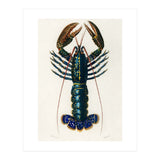 Crimson Crawfish illustrated (Print Only) thumbnail