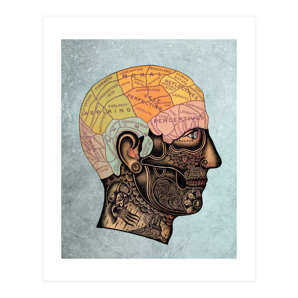 Brain Anatomy (Print Only)