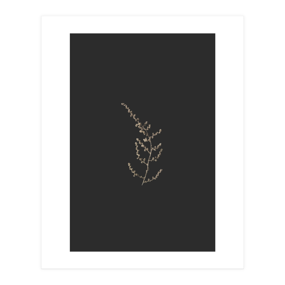 Delicate Golden Fynbos Botanicals on Black (Print Only)