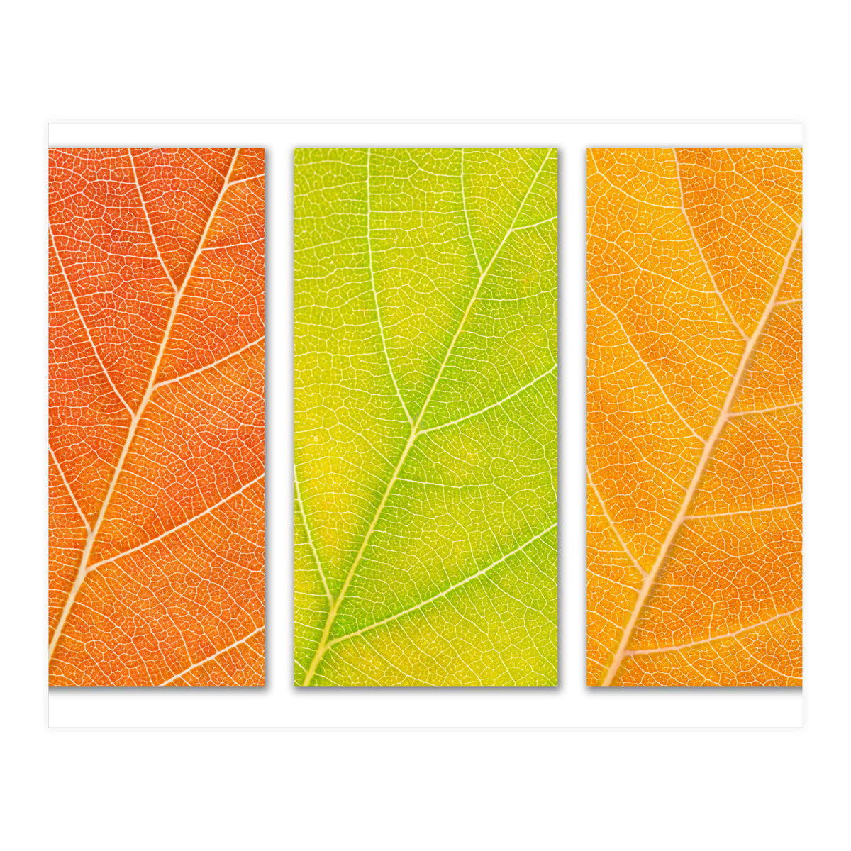 Autumn Leaves (Print Only)