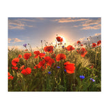 Poppies Light (Print Only) thumbnail