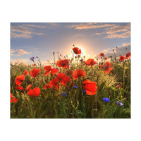 Poppies Light (Print Only)