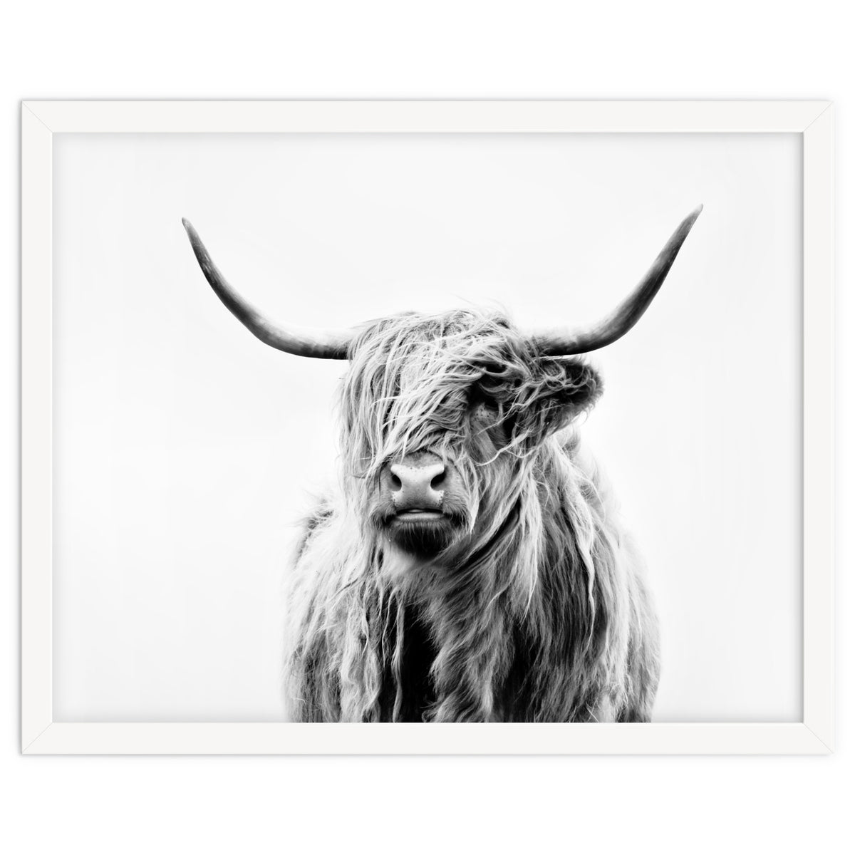 Portrait of a Highland Cow II