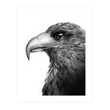 Harris's Hawk (Print Only) thumbnail