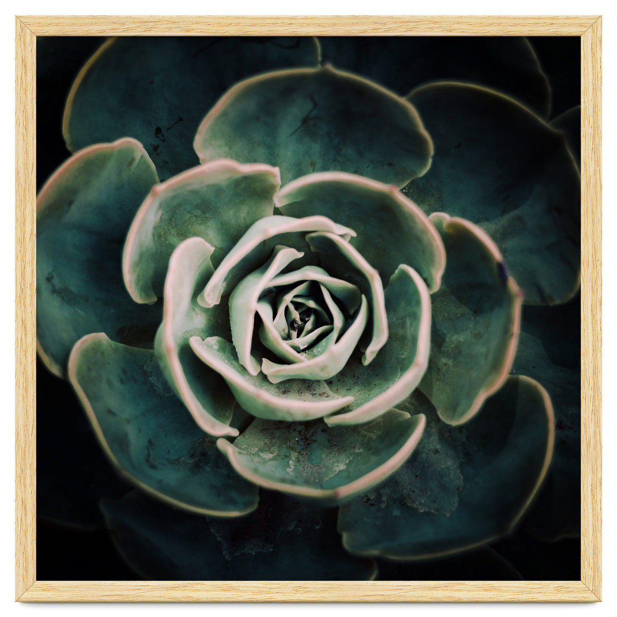 DARKSIDE OF SUCCULENTS IV-A