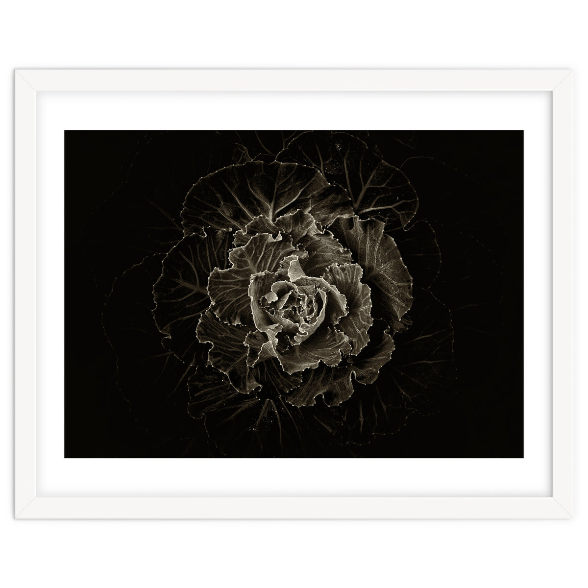 Backyard Flowers No 100 Sepia Version