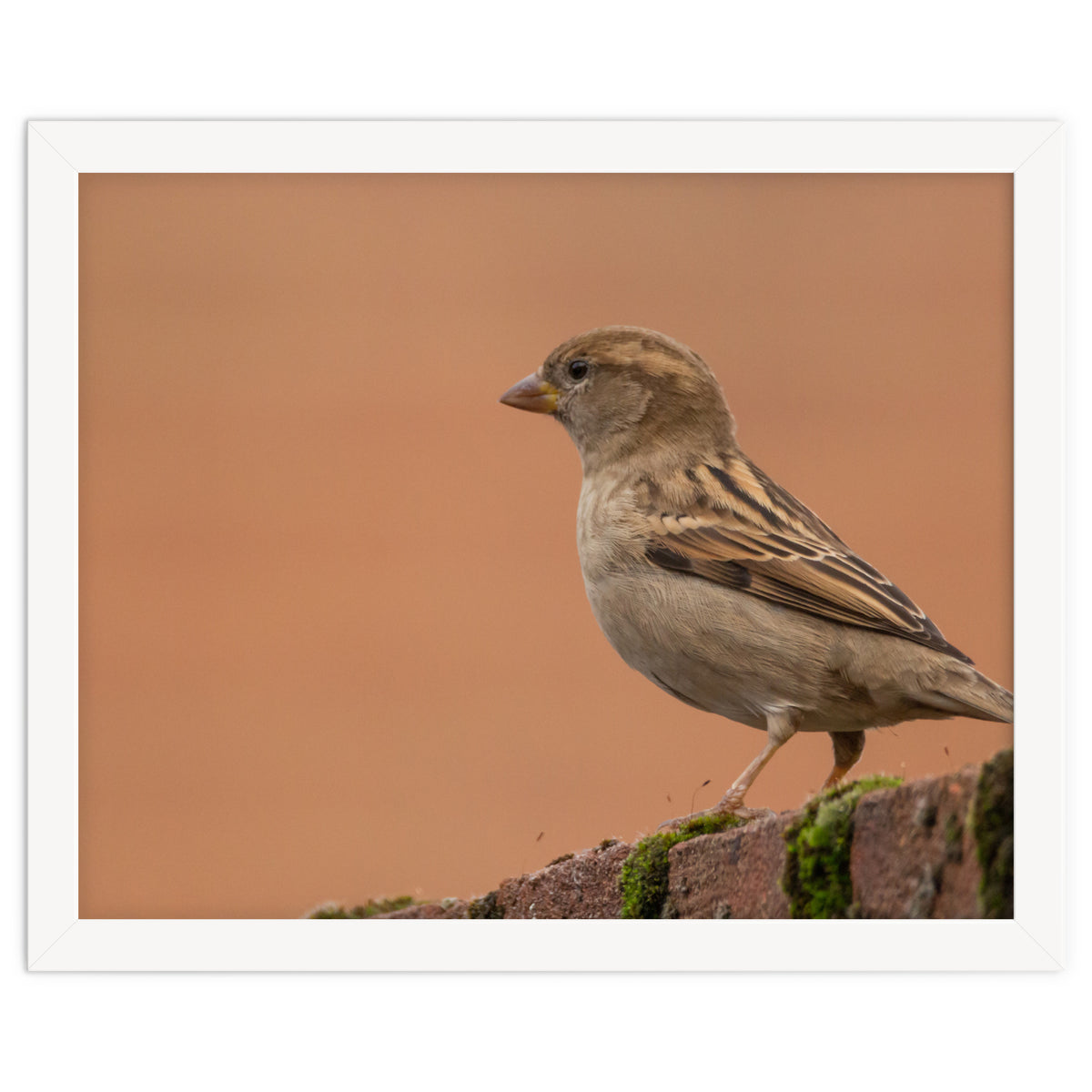 House Sparrow