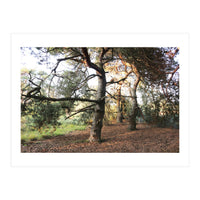 Pine Trees (Print Only)