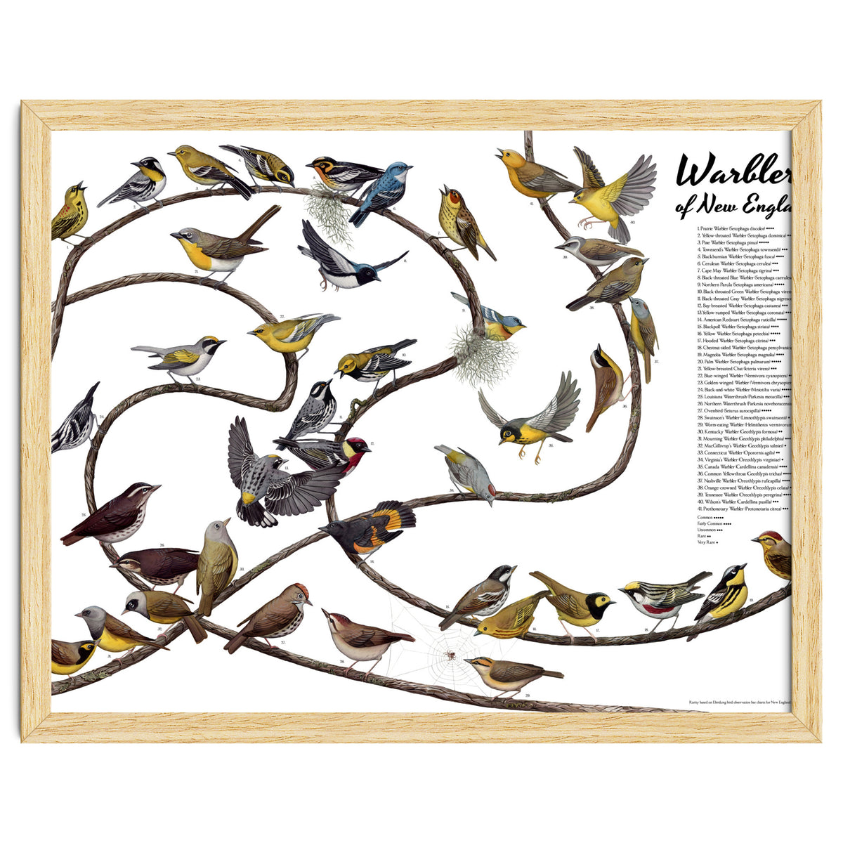 Warblers of New England