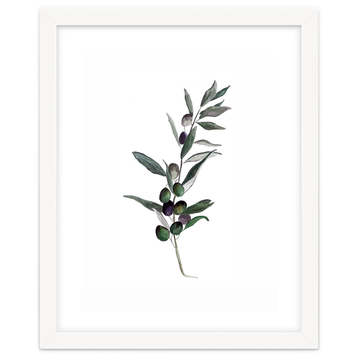 Botanical Illustration Olive