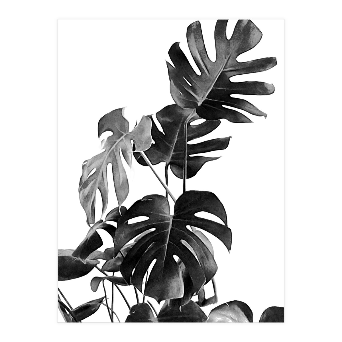 Monstera Black And White 09 (Print Only)