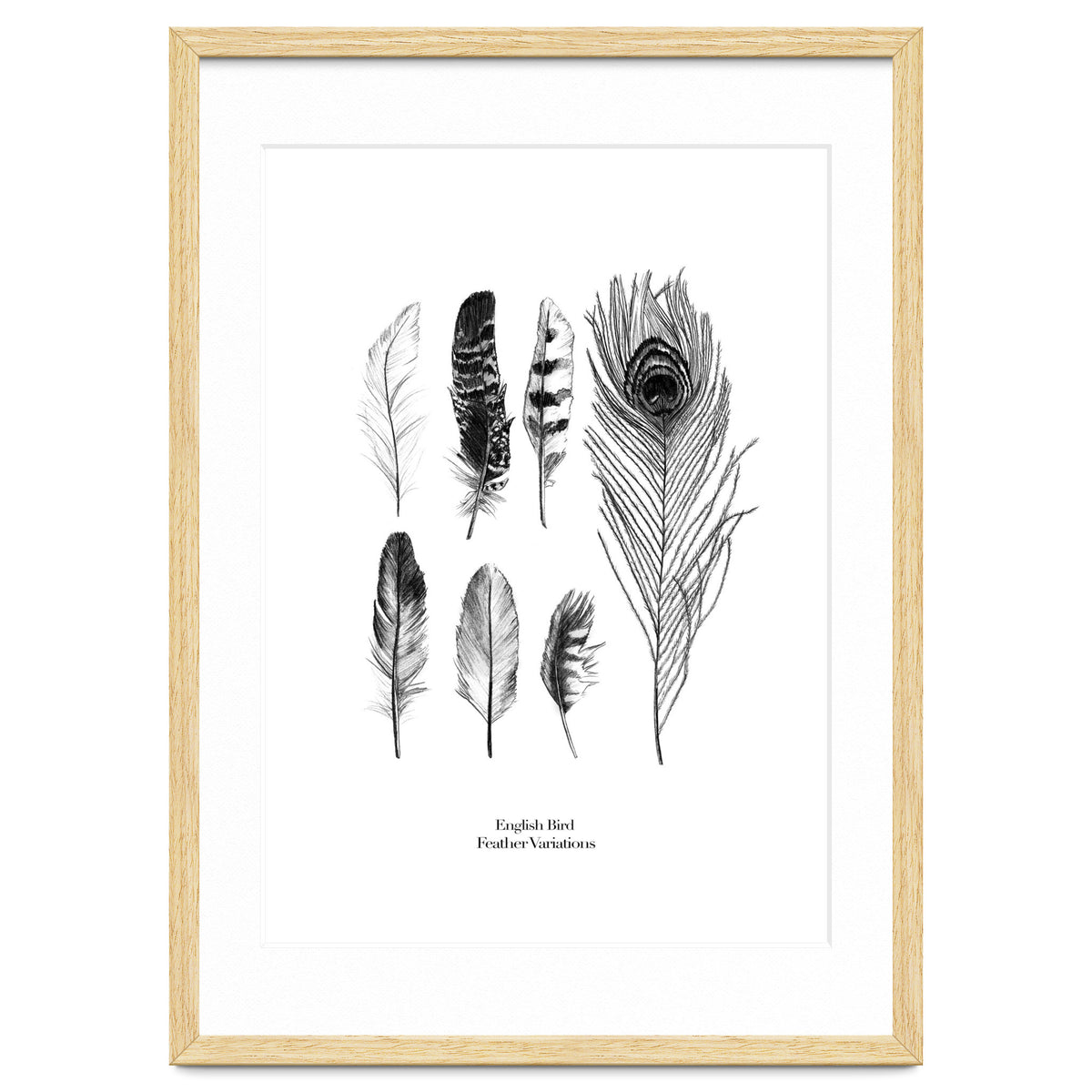 English Feather Variations