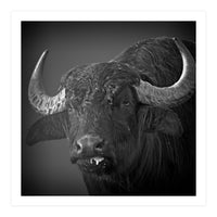 Water buffalo (Print Only)