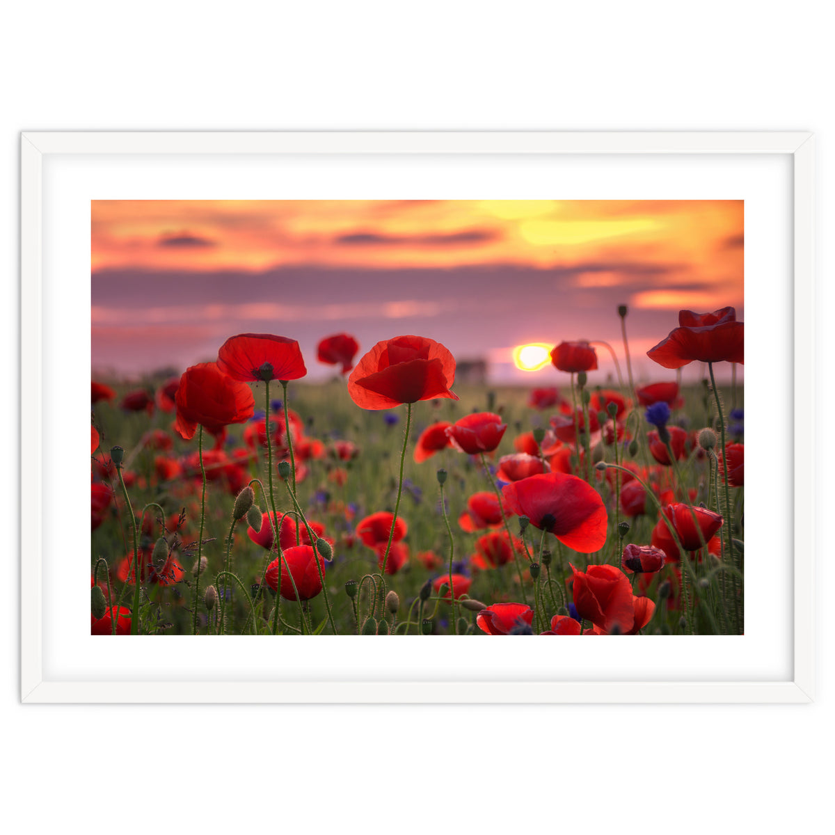 Poppies at Evening