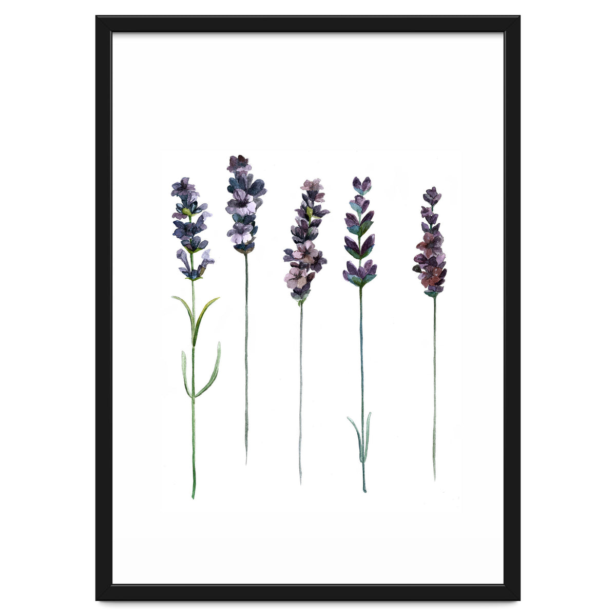 Botanical Illustration Lavender