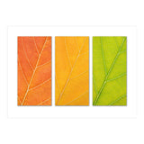 Autumn Leaves (Print Only) thumbnail