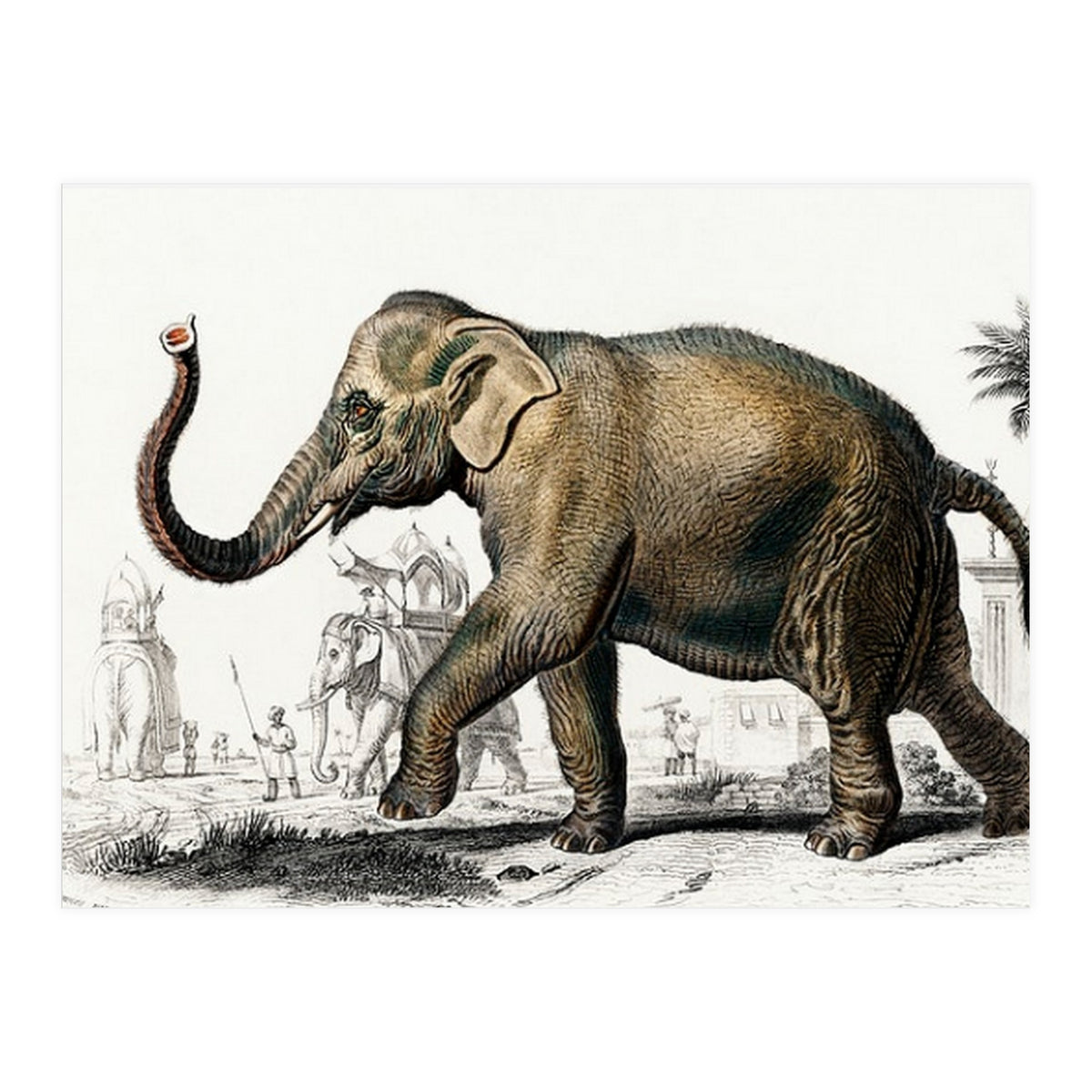 Asiatic elephant indicus illustrated (Print Only)