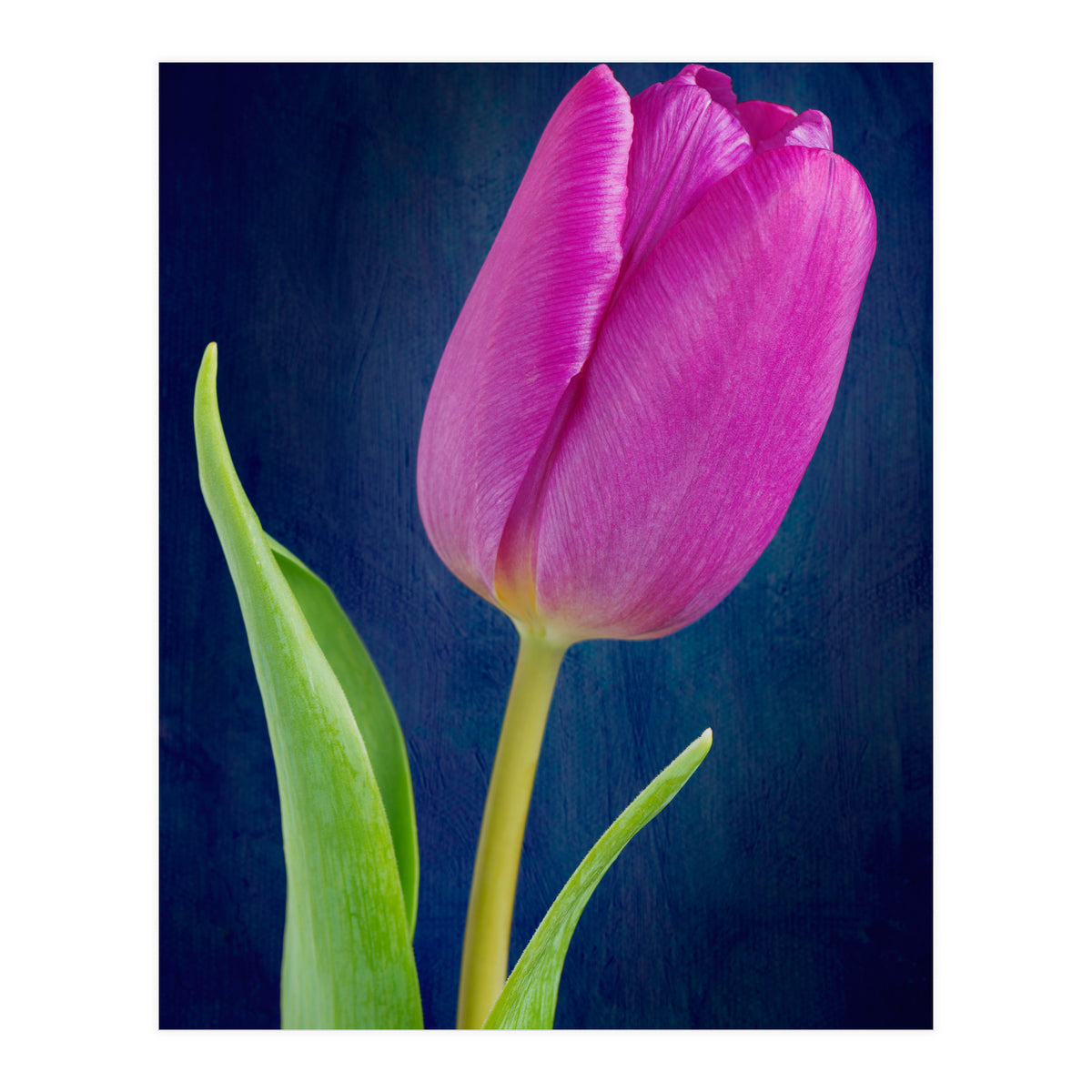 Tulip (Print Only)