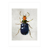 animal (Print Only) thumbnail