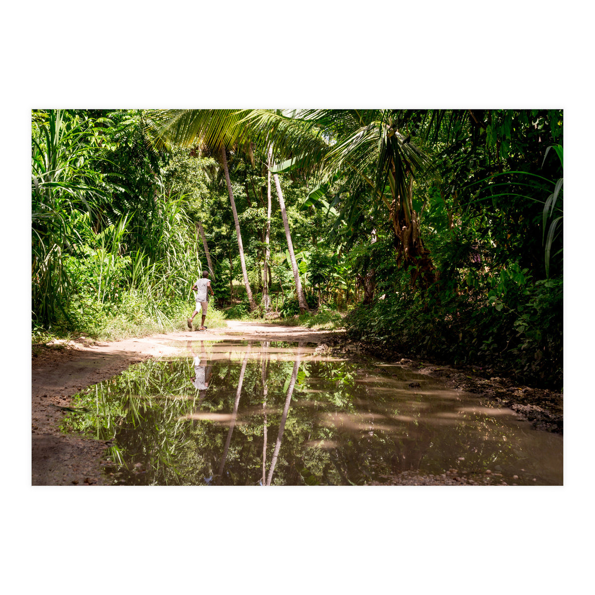 Haitian Bush (Print Only)