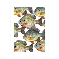 Lake Sunfish (Print Only)