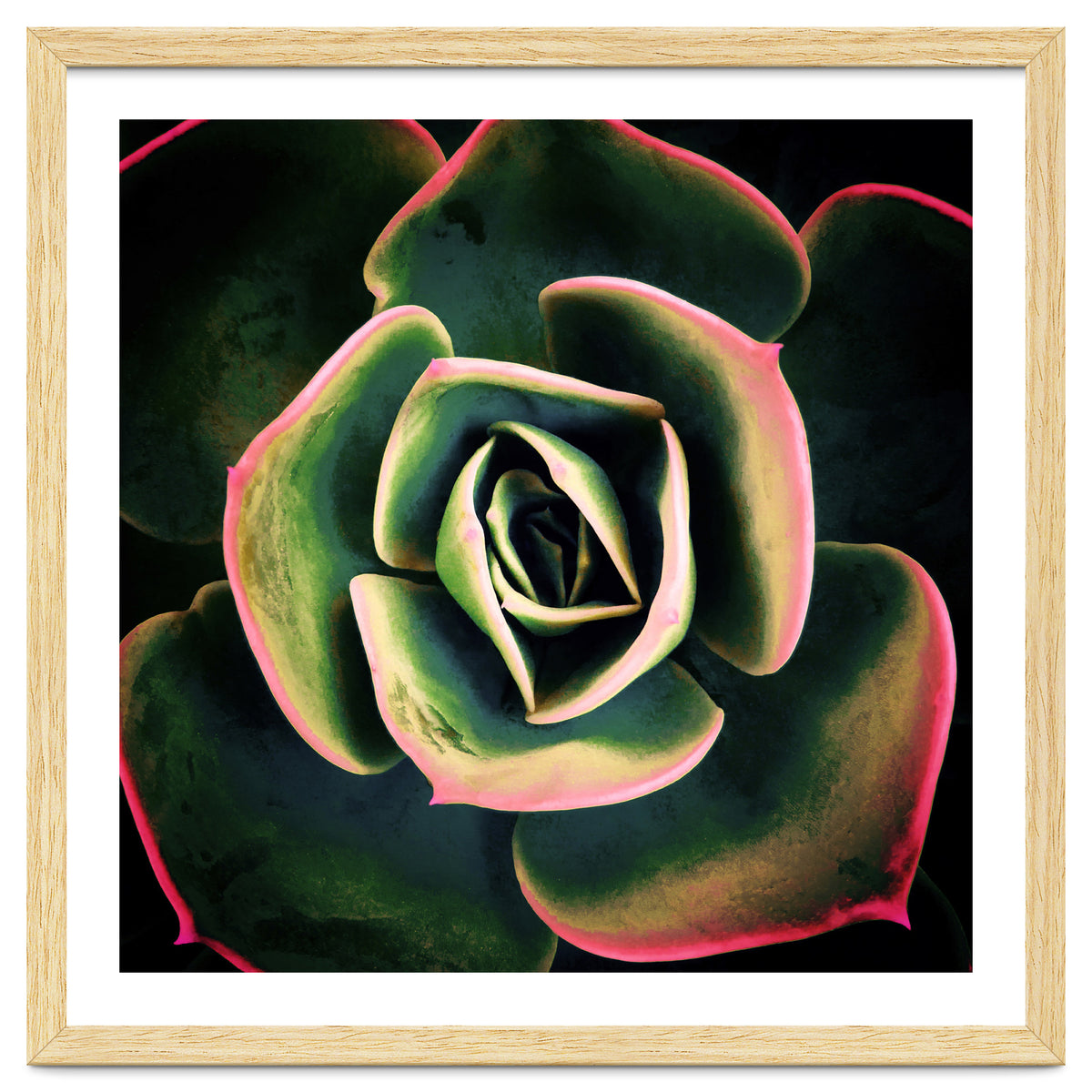 DARKSIDE OF SUCCULENTS XV