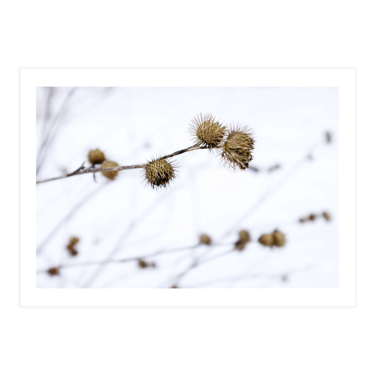 Winter Thistles (Print Only)