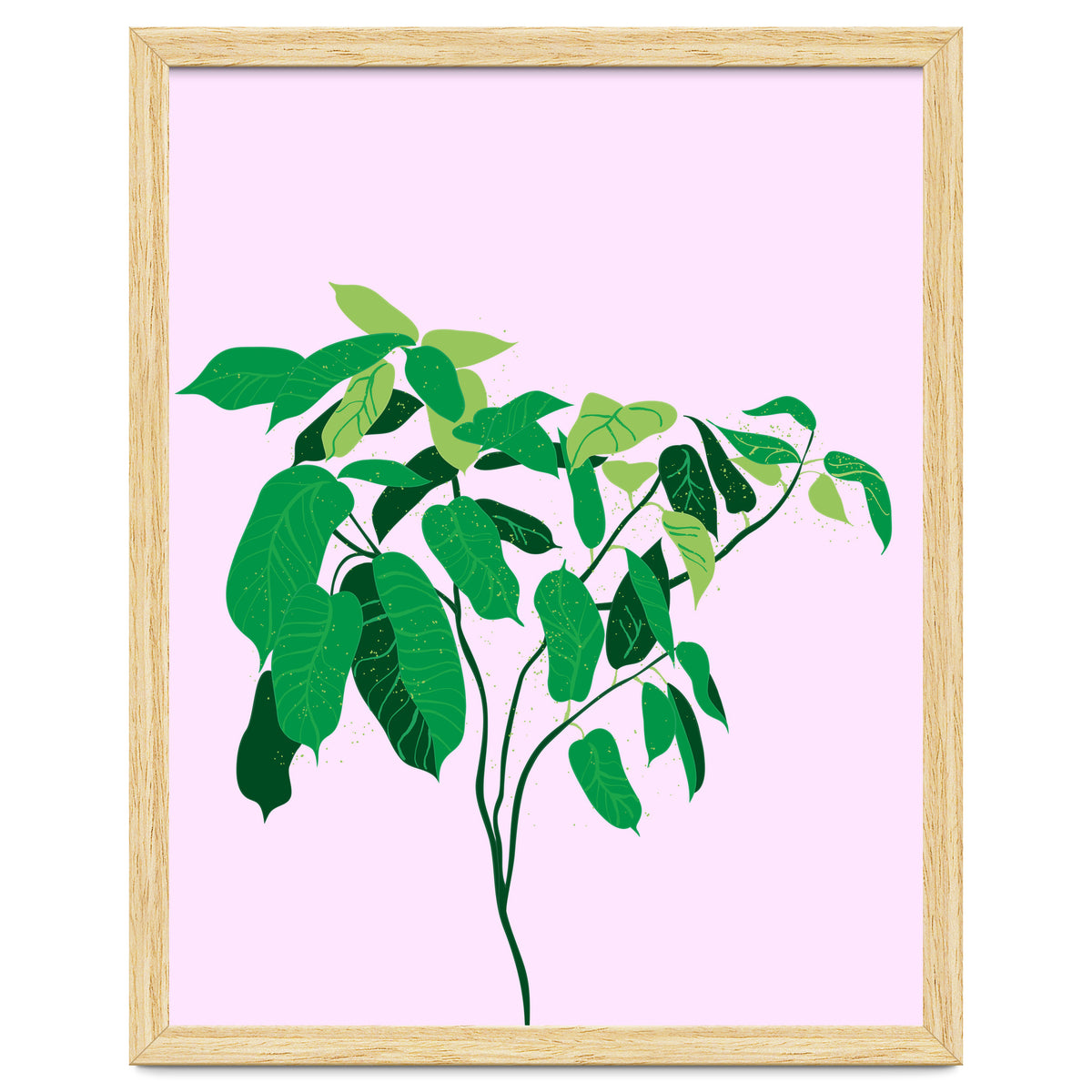 Ficus on Pink Background