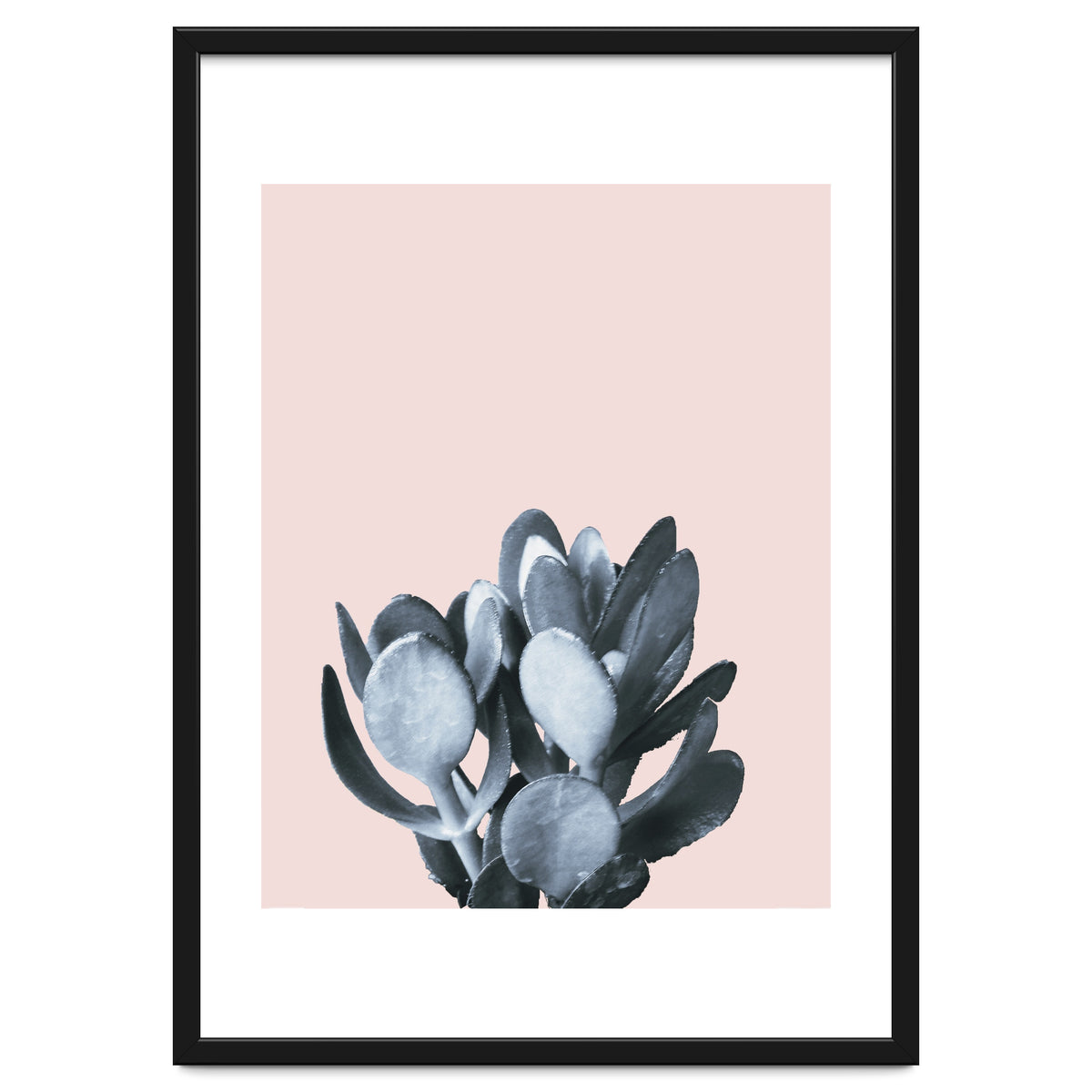 Cactus collection BL-II