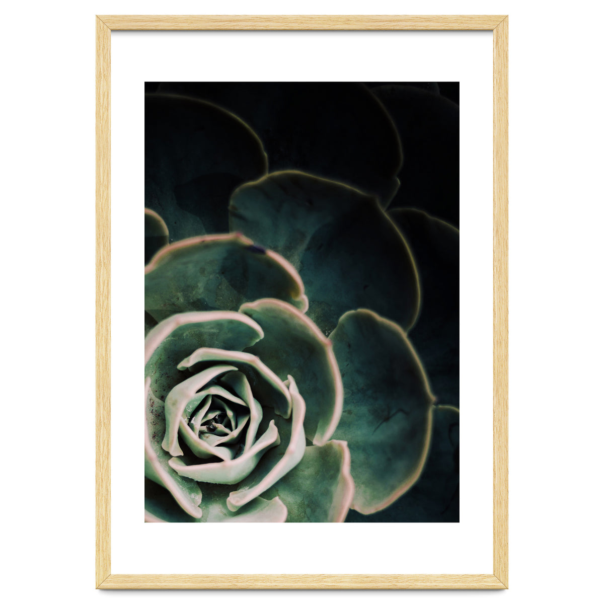 Darkside Of Succulents 4-C