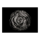 Backyard Flowers In Black And White 72 (Print Only) thumbnail
