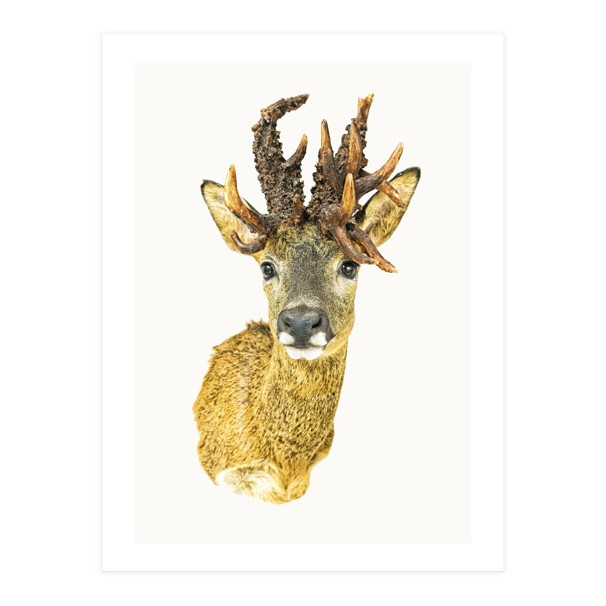 Cc Animal 01 (Print Only)