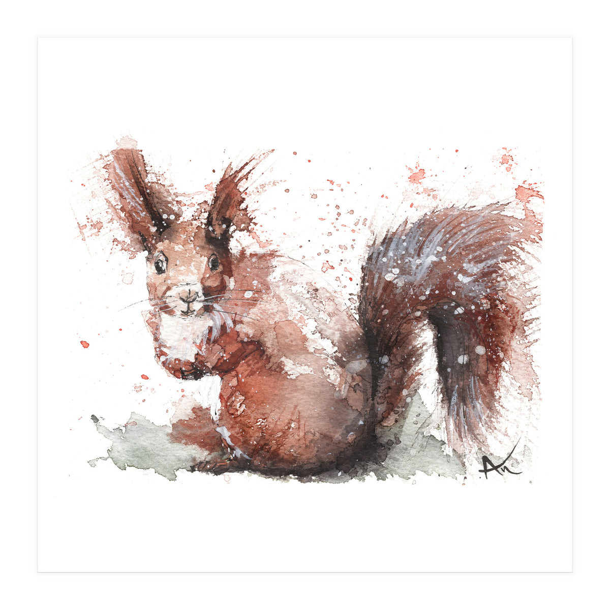 Squirrel - Wildlife Collection (Print Only)