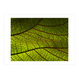 Leaf (Print Only) thumbnail