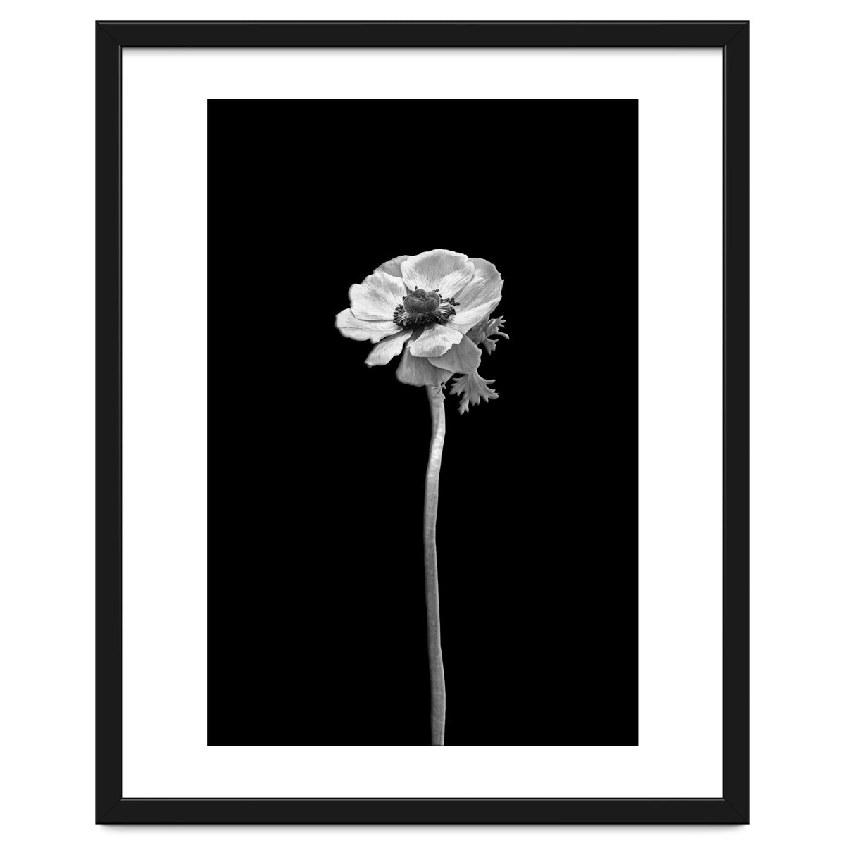 Anemone coronaria | dark design