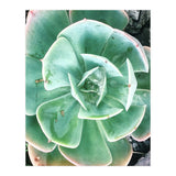 68 (Print Only) thumbnail