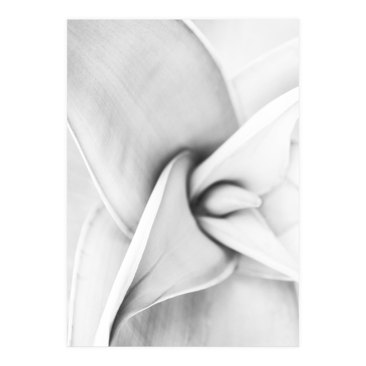 Agave plant (Print Only)