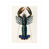 Crimson Crawfish illustrated (Print Only) thumbnail