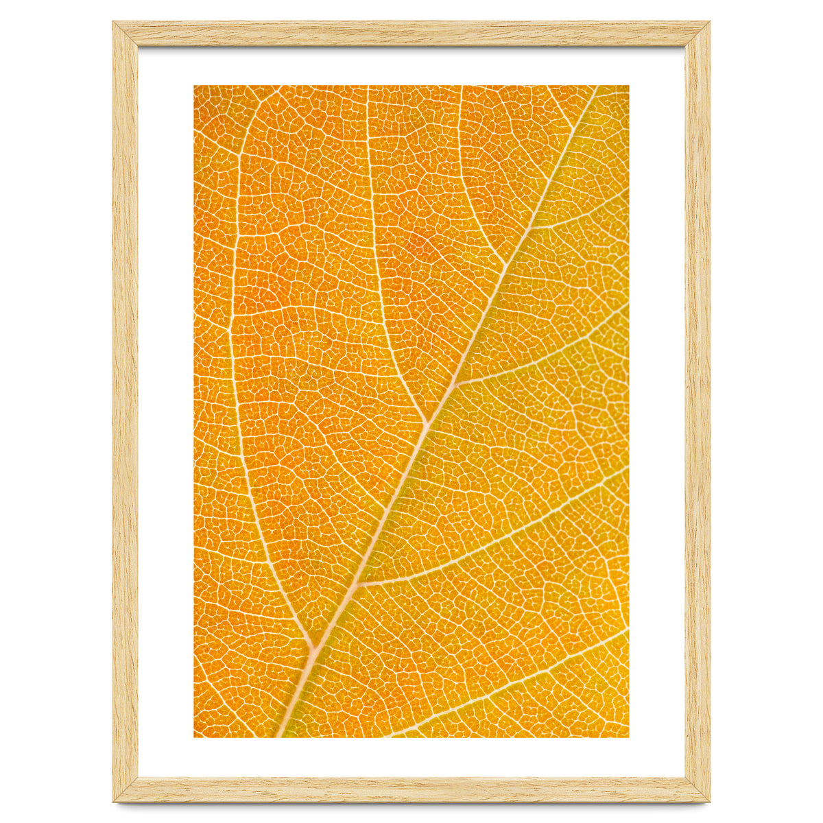Autumn Leaf
