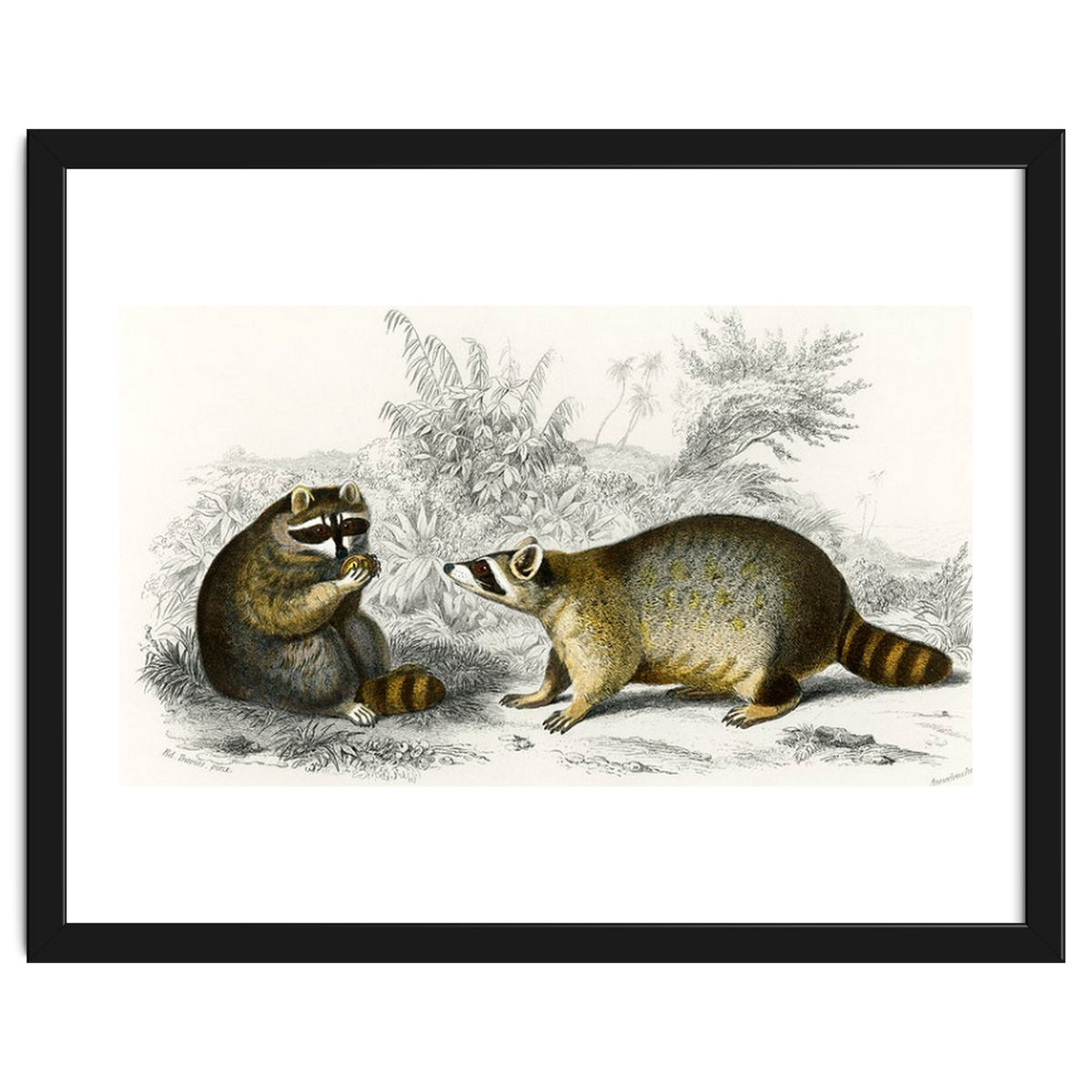 Raccoon illustrated