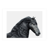 Friesian Horse (Print Only) thumbnail