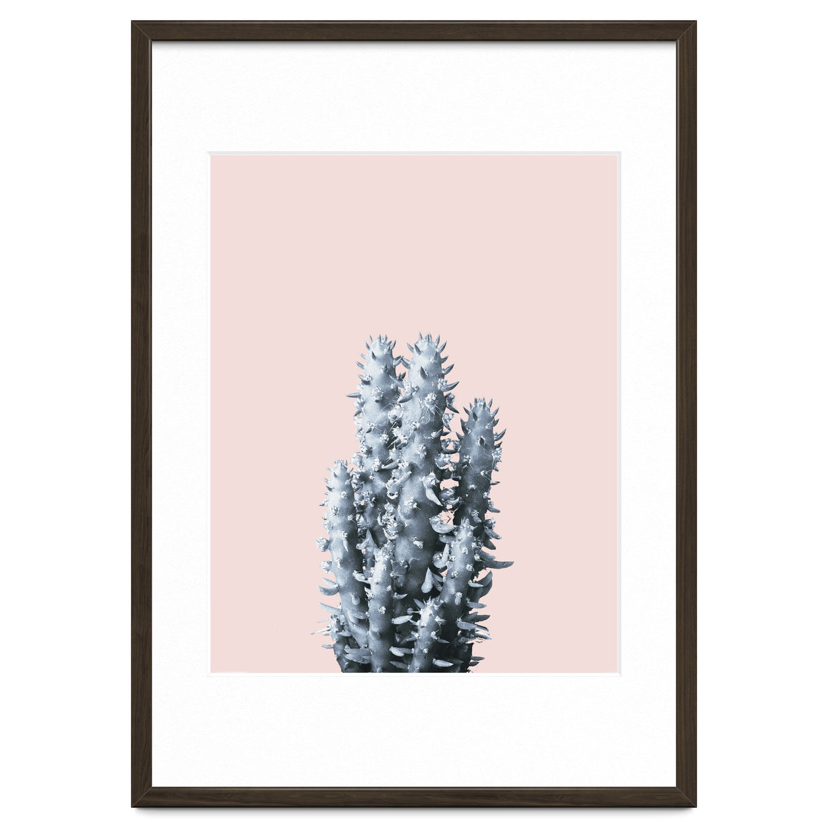 Cactus collection BL-III