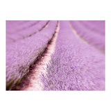 Lilac Love (Print Only) thumbnail
